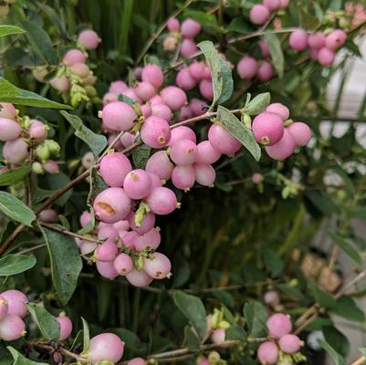 Candy Snowberry - 3 Gallon (1.5-2ft)