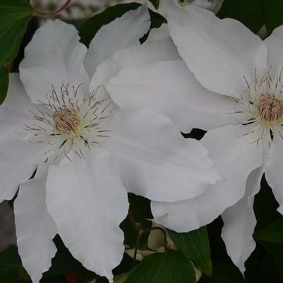 Hyde Hall Clematis - 2 Gallon
