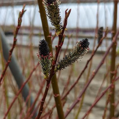 Black Pussywillow - 3 Gallon (2.5-3ft)