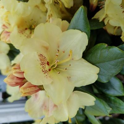 Gold Prinz Rhododendron - 2 Gallon (1-1.5ft)