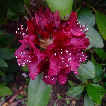 Dark Lord Rhododendron - 2 Gallon (1-1.5ft)