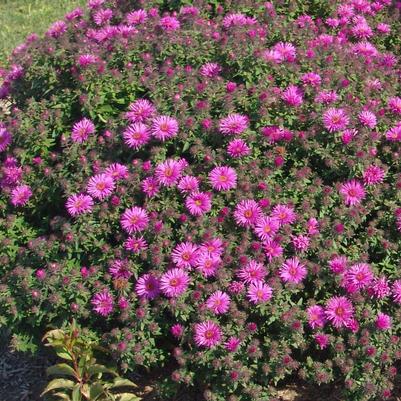 Vibrant Dome New England Aster