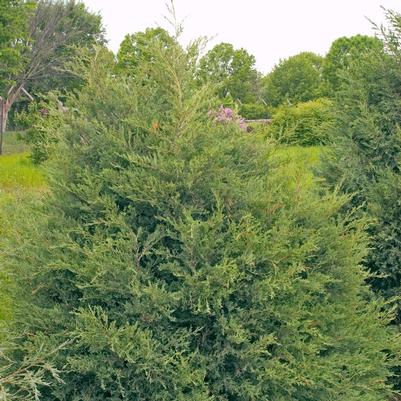 Cedar shrubs