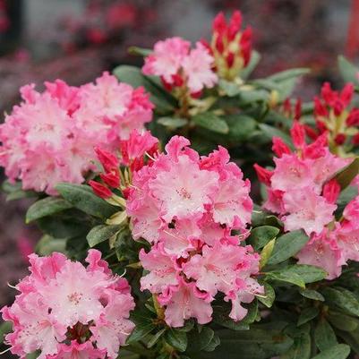 Dandy Man Color Wheel Rhododendron - (1-1.5ft)