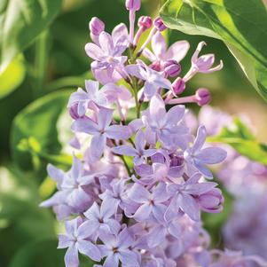 New Age Lavender Lilac - (2-3ft)