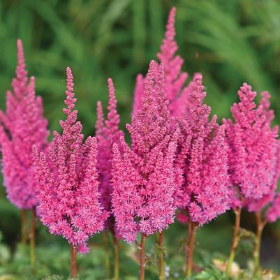 You And Me Always Astilbe