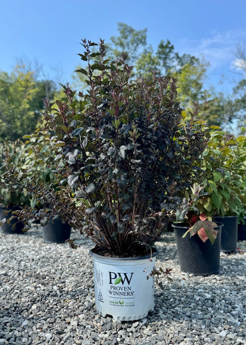 Tiny Wine® Ninebark