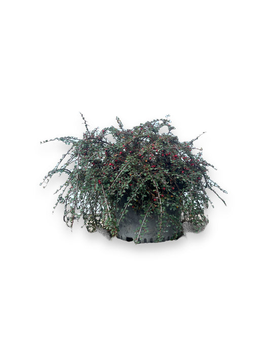 Streib's Findling Cotoneaster - 3 Gallon