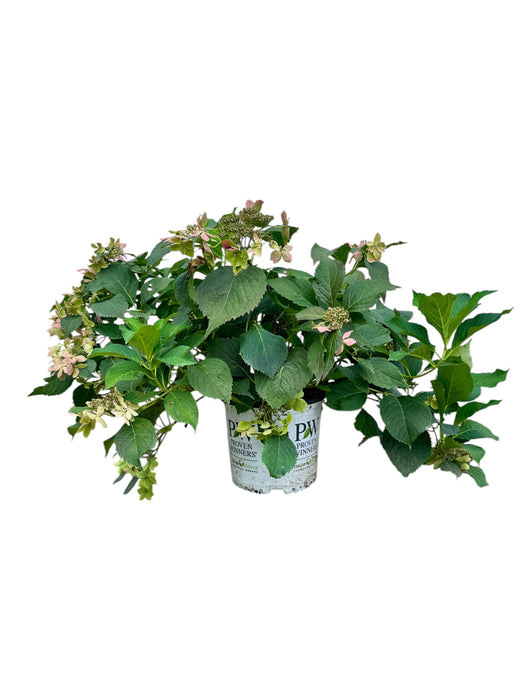 Tuff Stuff Ah-Ha® Hydrangea