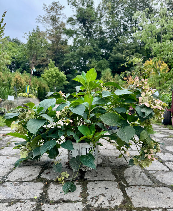 Tuff Stuff Ah-Ha® Hydrangea