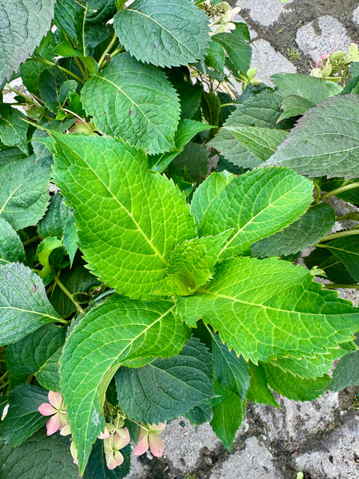 Tuff Stuff Ah-Ha® Hydrangea