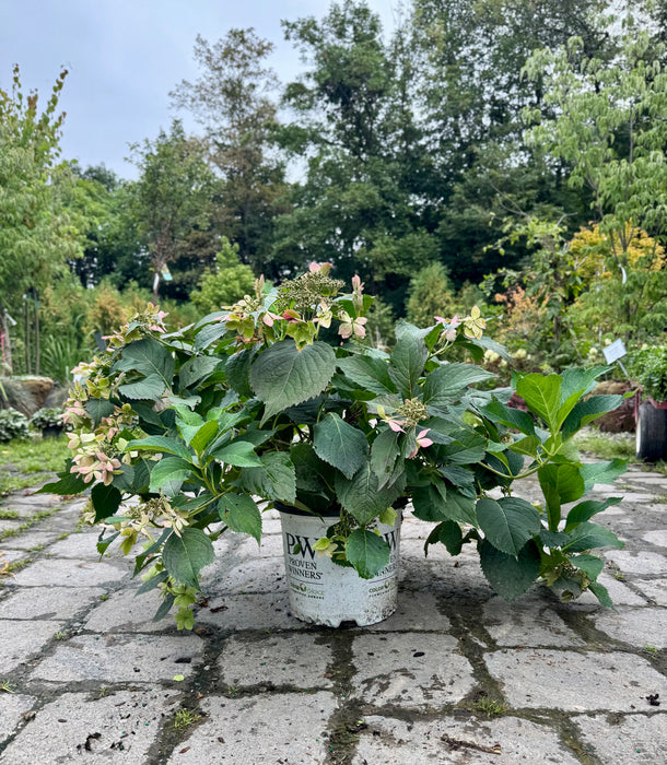 Tuff Stuff Ah-Ha® Hydrangea