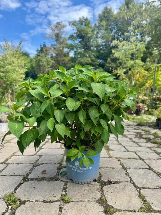 Endless Summer® Twist-N-Shout® Hydrangea