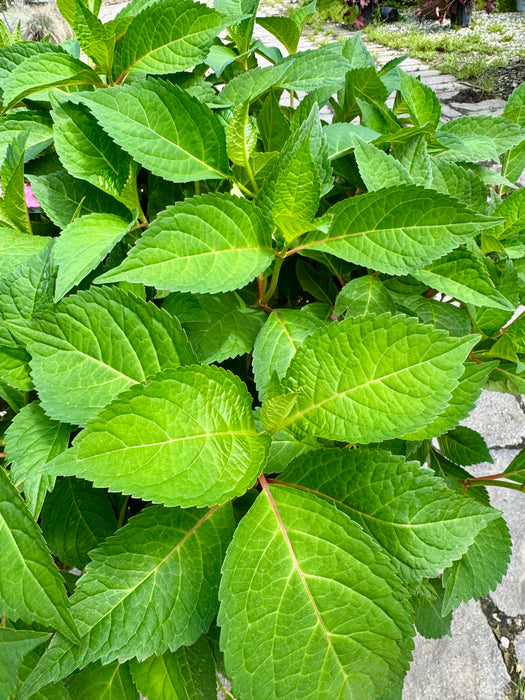 Endless Summer® Twist-N-Shout® Hydrangea
