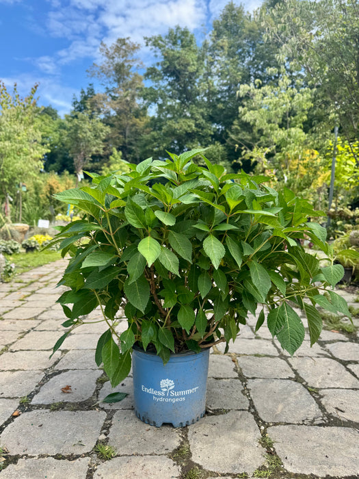 Endless Summer® Twist-N-Shout® Hydrangea