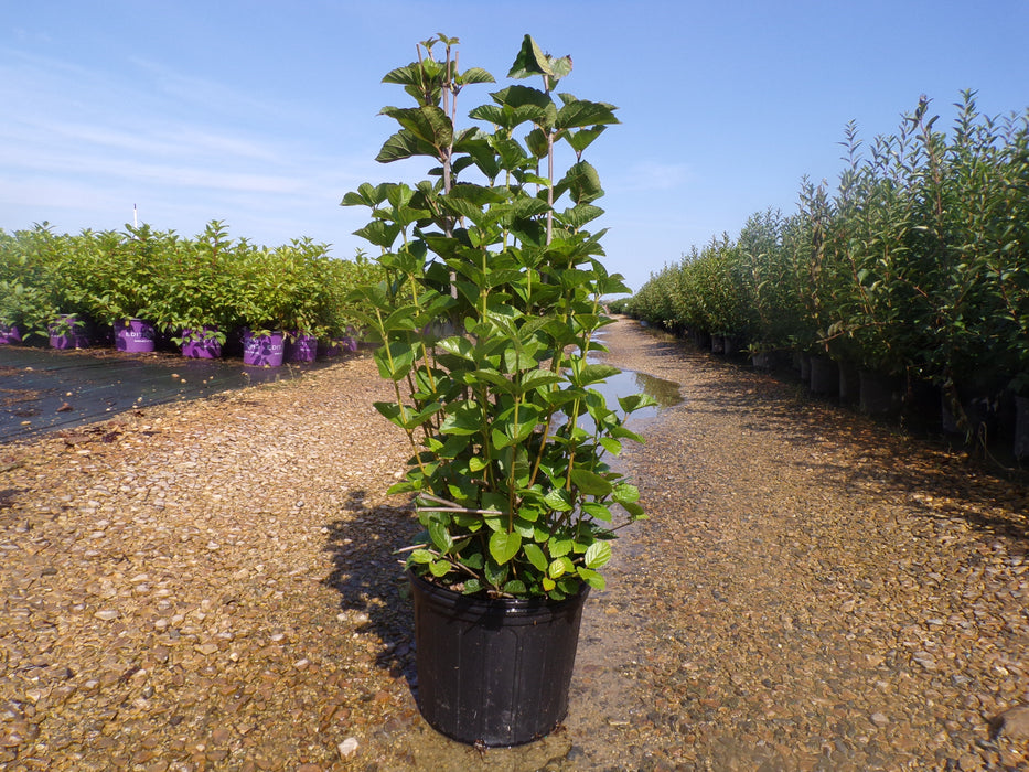 Chicago Lustre®  Viburnum