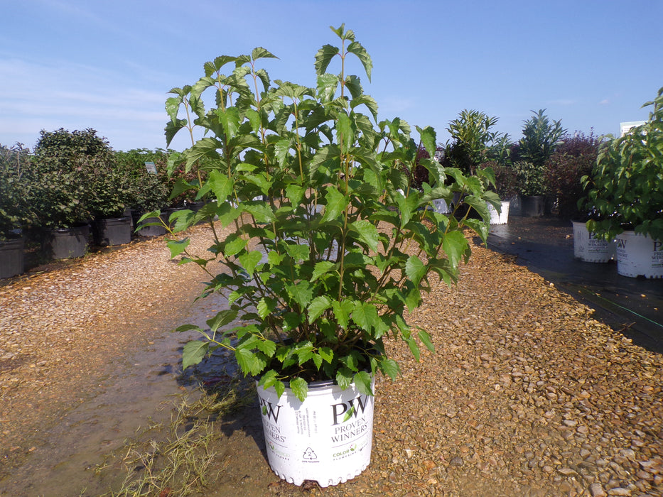 Blue Muffin Arrowwood Viburnum