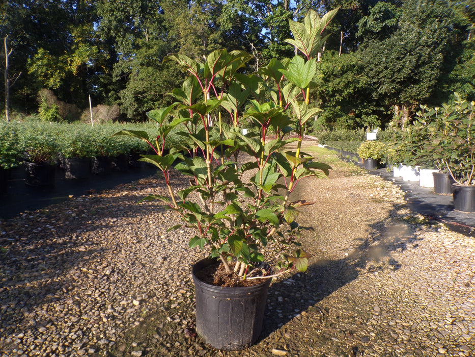 Redwing® American Cranberrybush Viburnum