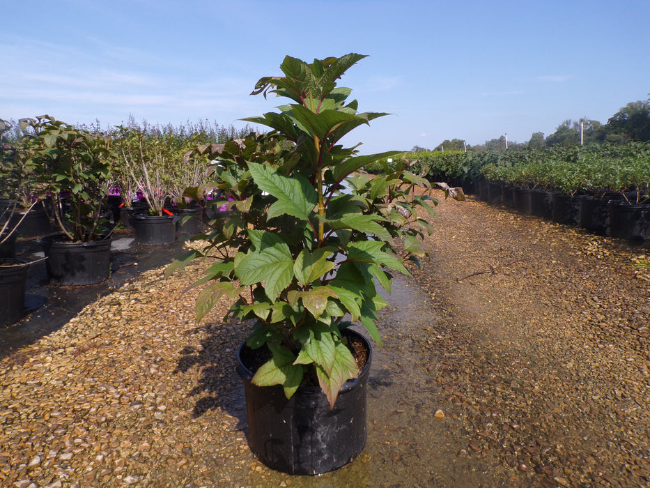 Redwing® American Cranberrybush Viburnum