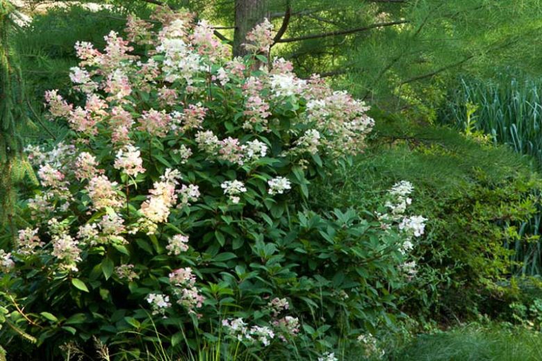 Quick Fire Hydrangea