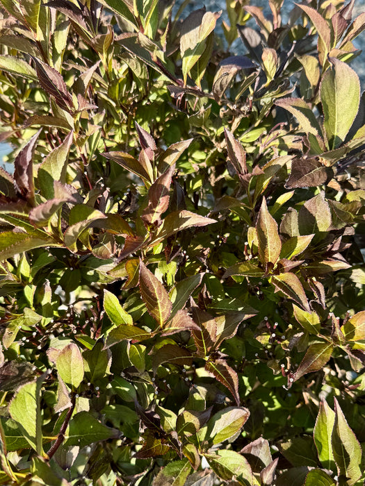 Very Fine Wine® Weigela