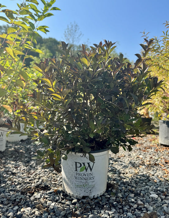 Very Fine Wine® Weigela