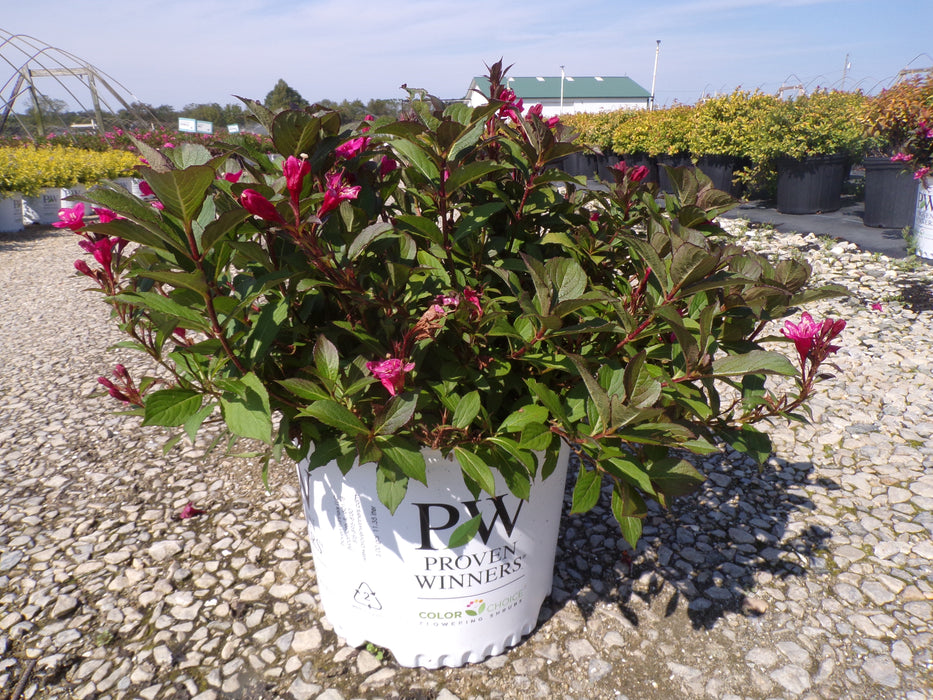 Sonic Bloom® Punch Weigela