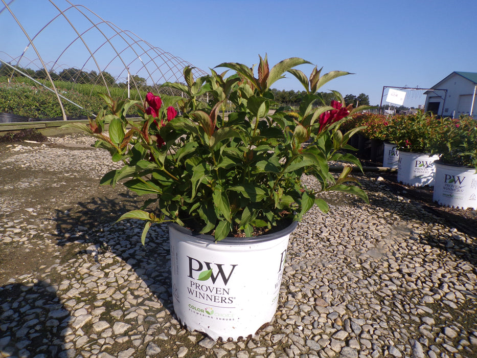 Sonic Bloom® Red Weigela
