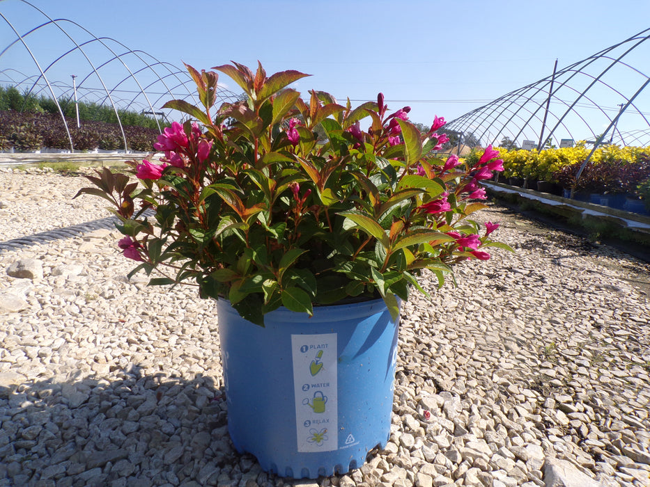 Strobe™ Weigela