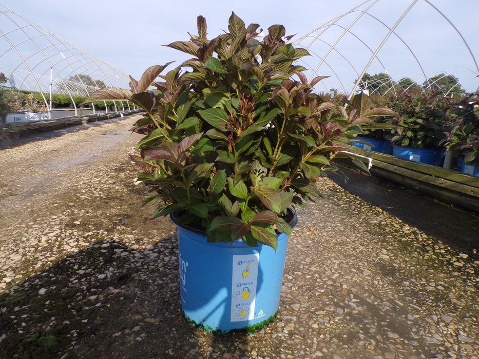 Tuxedo™ Weigela