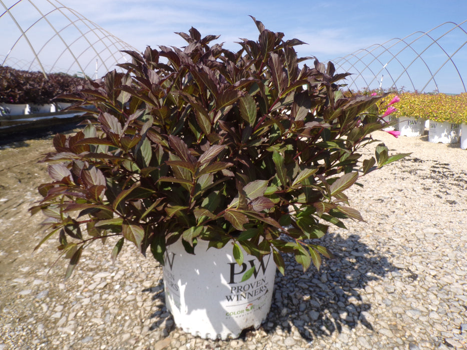 Very Fine Wine® Weigela