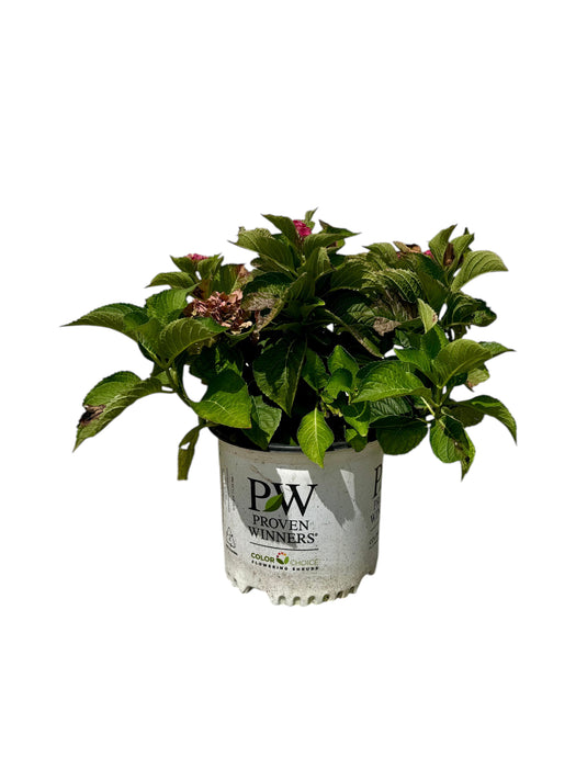 Wee Bit Giddy® Hydrangea