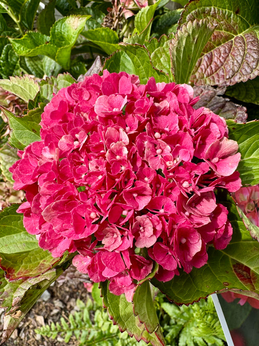 Wee Bit Giddy® Hydrangea