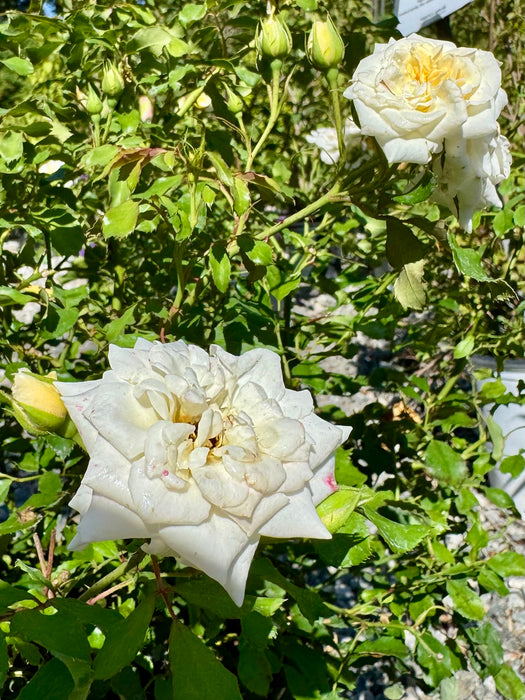 White Drift Rose