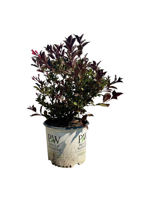 Wine & Roses® Weigela