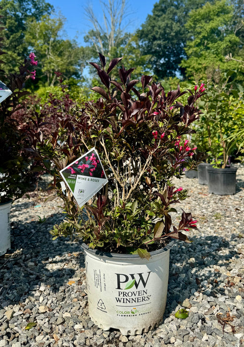 Wine & Roses® Weigela
