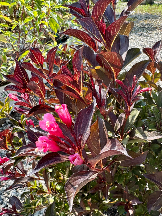 Wine & Roses® Weigela