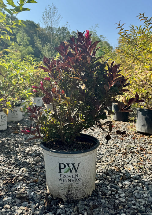 Wine & Roses® Weigela