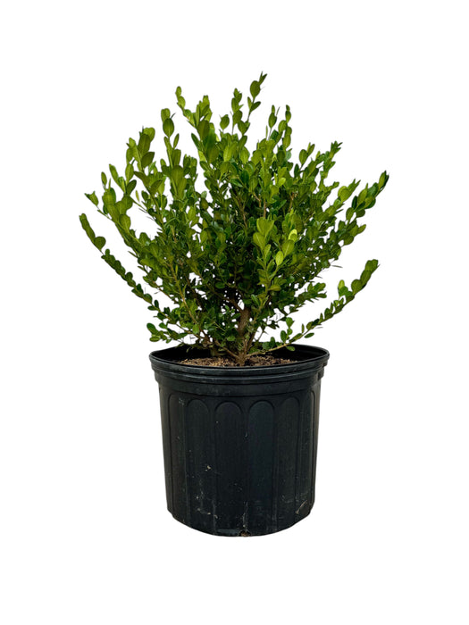 Winter Gem Boxwood