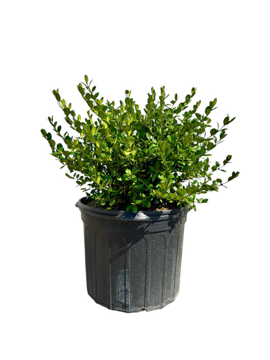 Winter Gem Boxwood