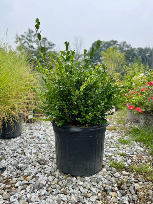 Winter Gem Boxwood