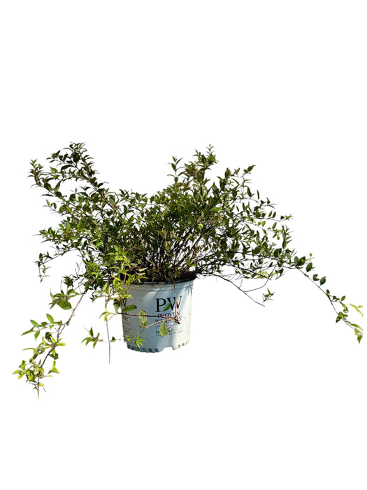 Yuki Cherry Blossom® Deutzia