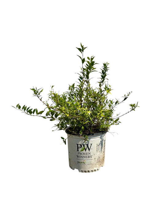 Yuki Snowflake Deutzia