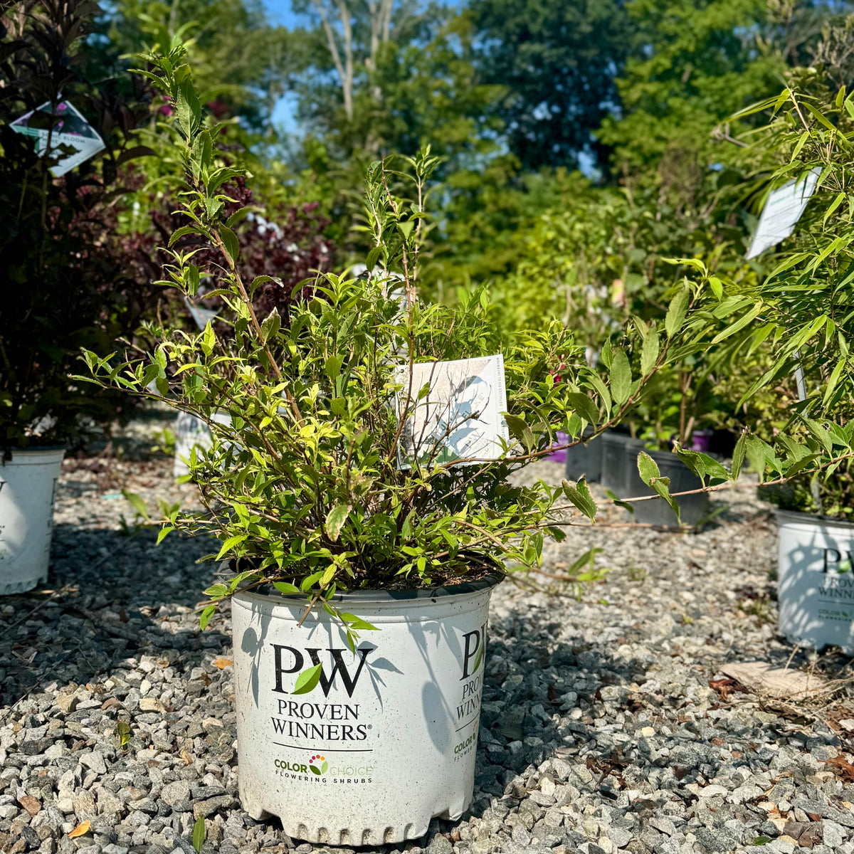Yuki Snowflake Deutzia For Sale Online! | Great White Flowers