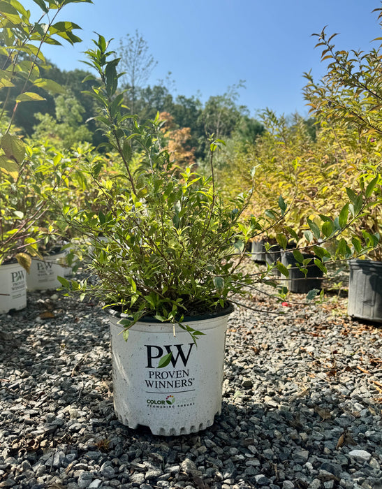 Yuki Snowflake Deutzia