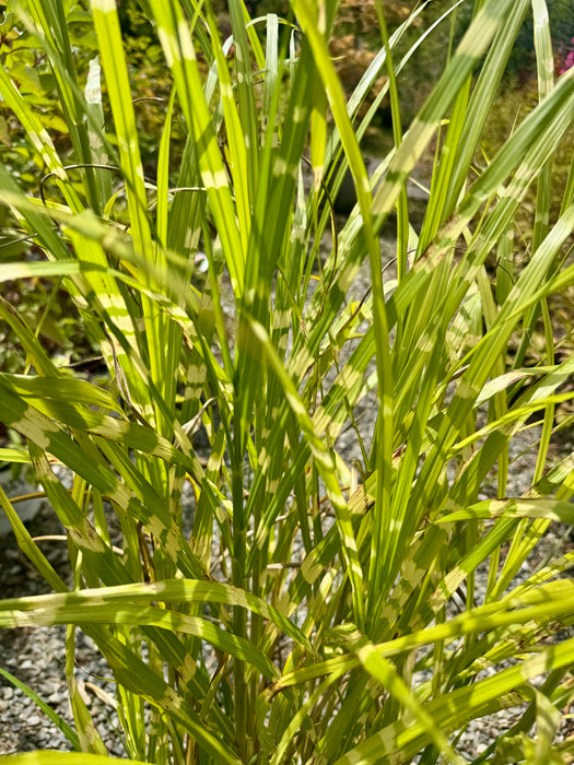 Zebra Grass