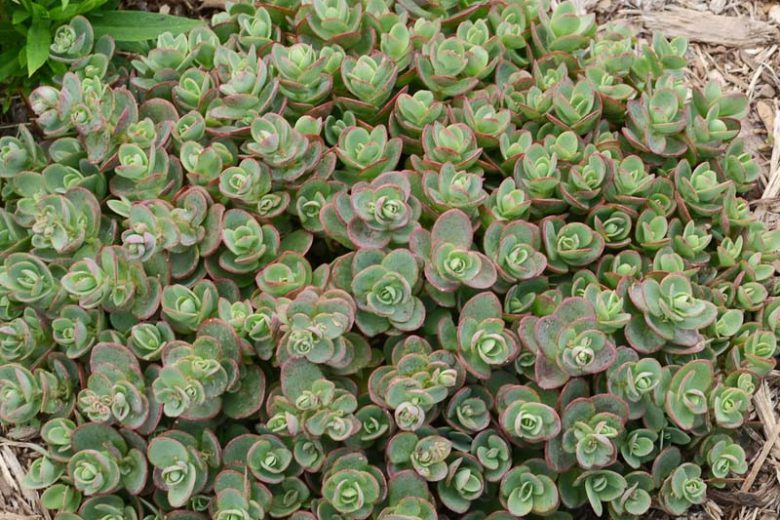 Sunsparkler® Lime Zinger Stonecrop