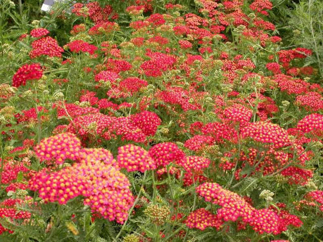 Pomegranate Yarrow