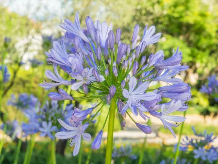 Peter Pan Lily of the Nile For Sale Online! | Gorgeous Blue Flowers