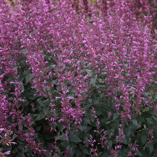 Meant To Bee Royal Raspberry Hyssop